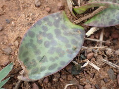Ledebouria revoluta