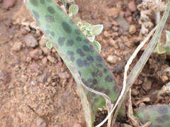 Ledebouria revoluta