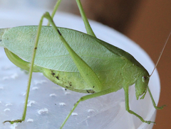 Amblycorypha oblongifolia