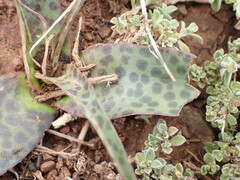Ledebouria revoluta