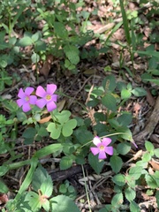 Oxalis