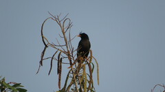 Acridotheres grandis