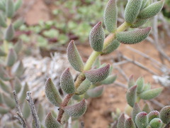 Crassula mesembryanthoides