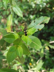 Oncopeltus varicolor varicolor