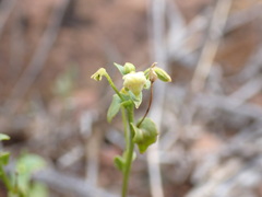 Nemesia fruticans