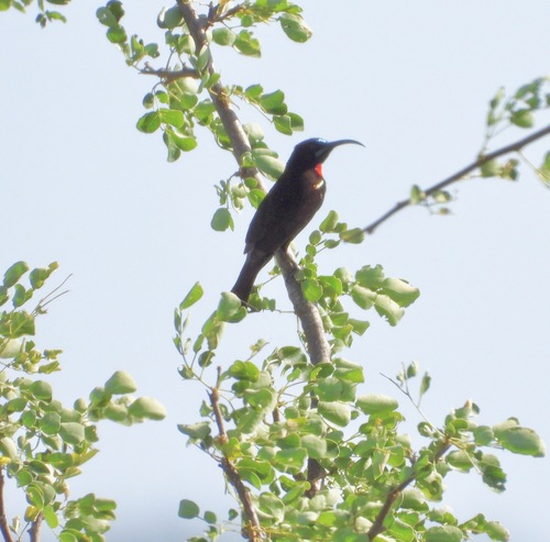 Hunter's Sunbird (Chalcomitra hunteri), photo 3
