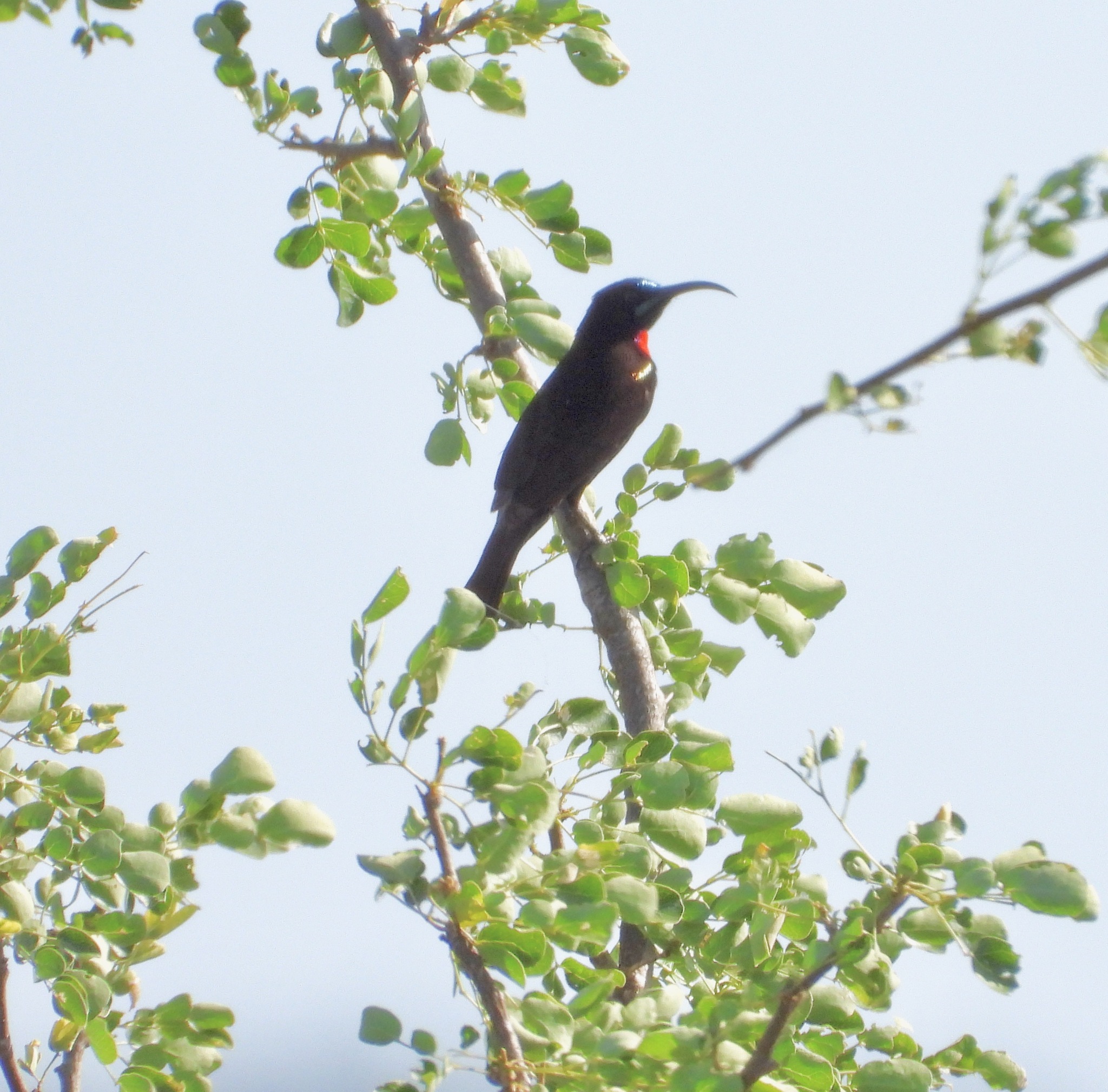 Hunter's Sunbird illustration