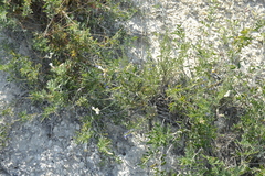 Astragalus albicaulis