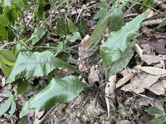 Leptochilus wrightii