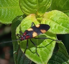 Oncopeltus varicolor varicolor