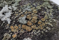 Lecanora symmicta
