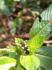 Oncopeltus varicolor varicolor