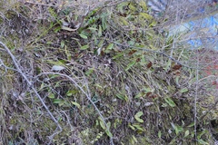 Pyrrosia lingua