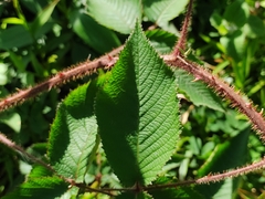 Rubus urticifolius