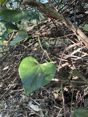 Pericampylus glaucus