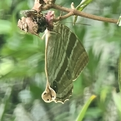 Amathusia phidippus