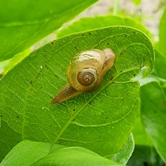 Helicarion perfragilis