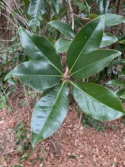 Magnolia grandiflora