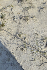 Cephalaria uralensis