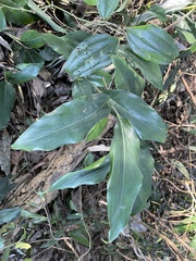 Alpinia intermedia
