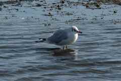 Chroicocephalus ridibundus