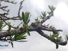 Boscia oleoides