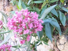 Centranthus ruber