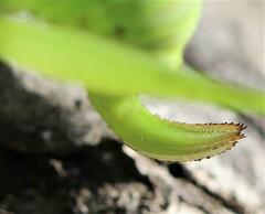 Amblycorypha oblongifolia