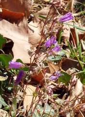 Campanula sibirica