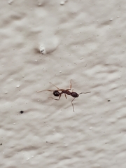 Aphaenogaster fulva