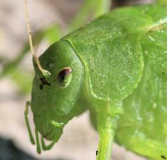 Amblycorypha oblongifolia