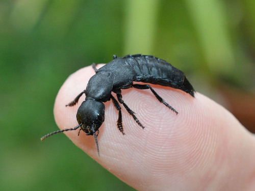 Devil's coach horse beetle