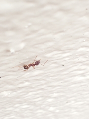 Aphaenogaster fulva