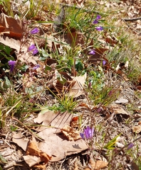 Campanula sibirica