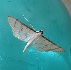 Blepharomastix ranalis