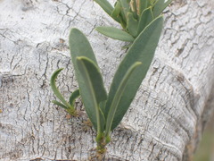 Boscia oleoides