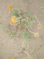 Gaillardia megapotamica