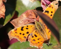 Polygonia c-aureum