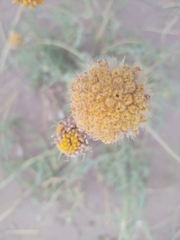 Gaillardia megapotamica