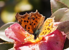 Polygonia c-aureum