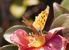 Polygonia c-aureum