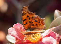 Polygonia c-aureum