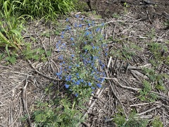 Cynoglossum amabile