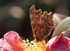 Polygonia c-aureum