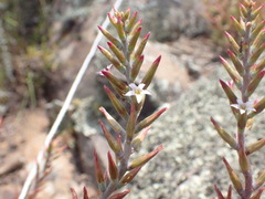 Adromischus sphenophyllus