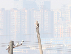 Buteo hemilasius