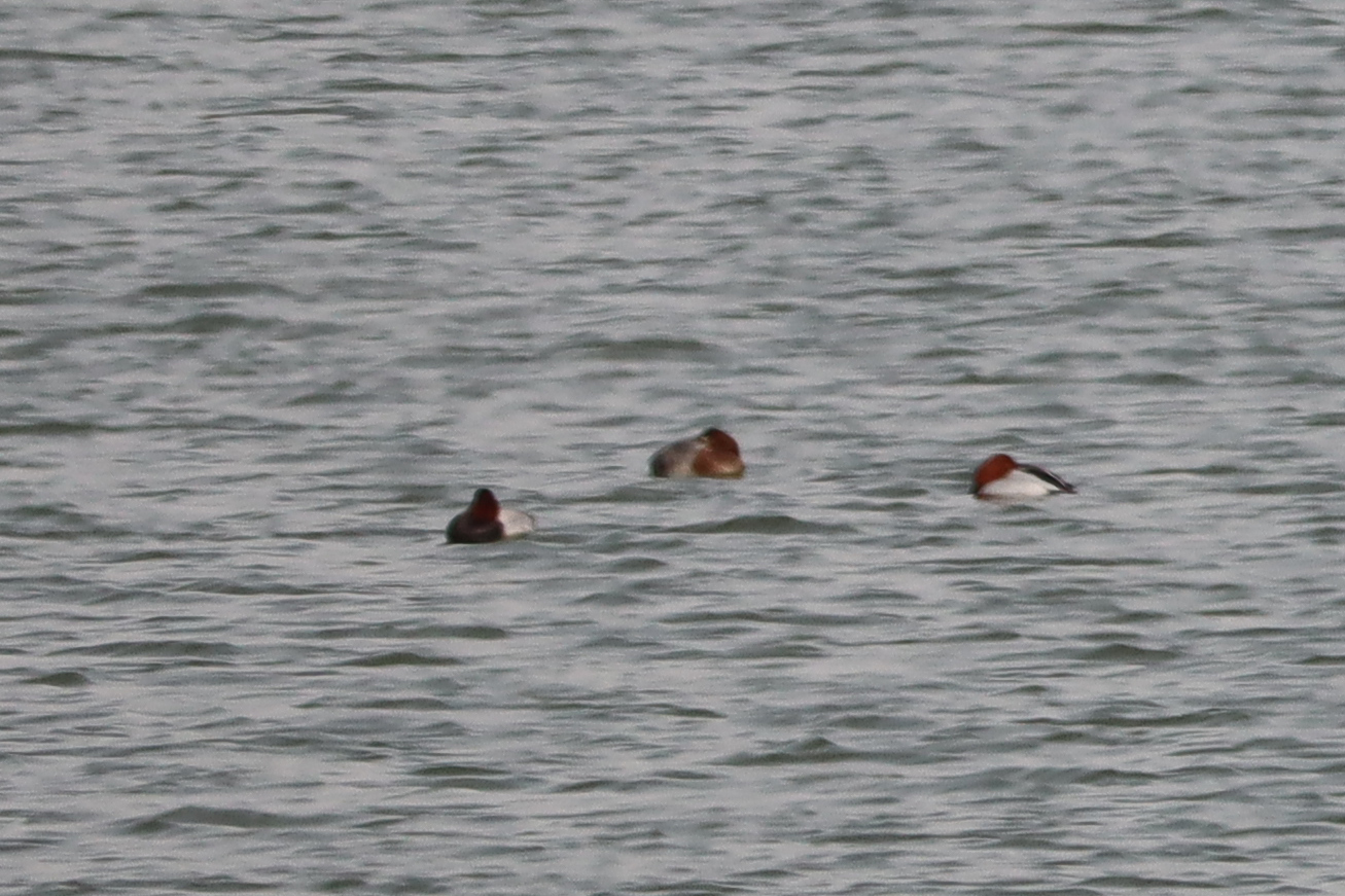 Common Pochard