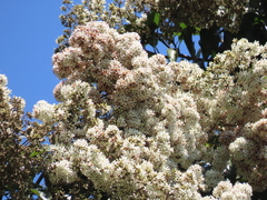 Cordia alliodora