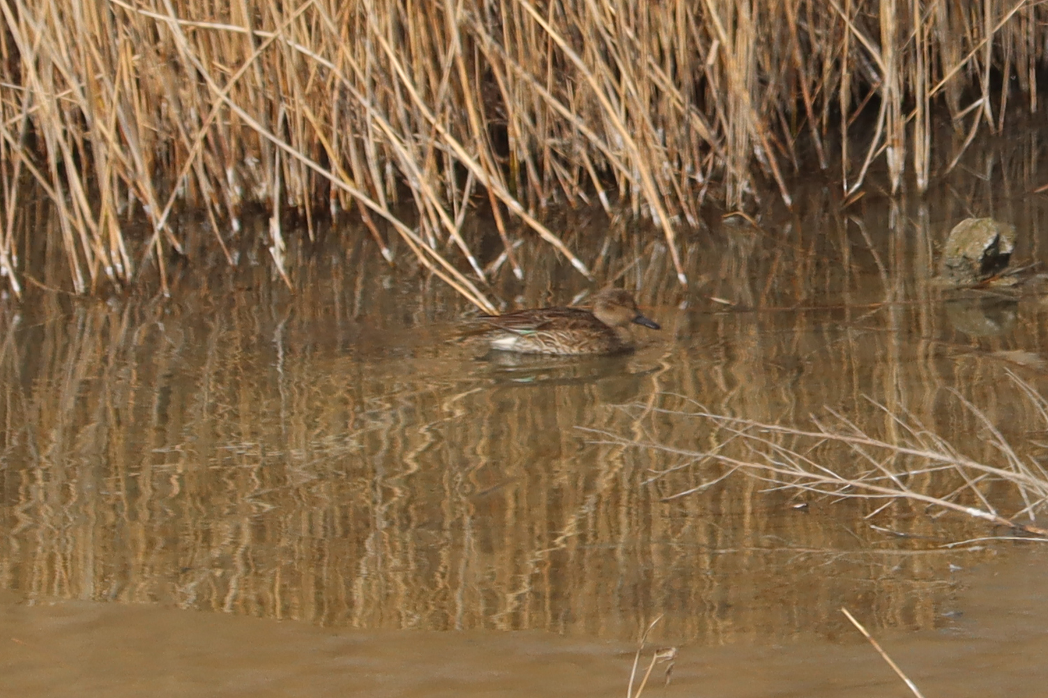 Green-winged Teal