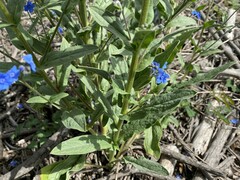 Cynoglossum amabile